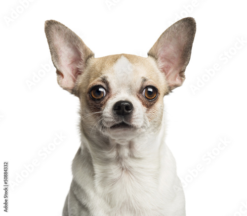 Close-up of a Chihuahua (2 years old) looking at the camera © Eric Isselée