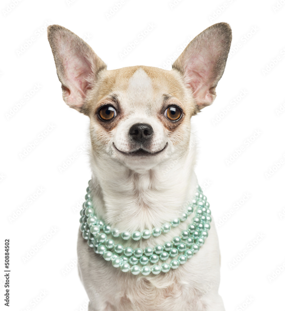 Close-up of a smiling Chihuahua (2 years old) wearing a pearl