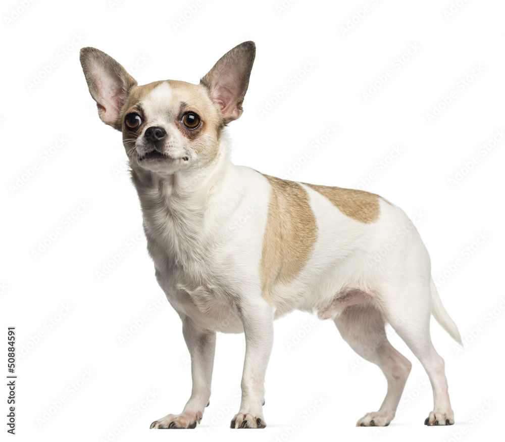 Chihuahua (2 years old) standing, isolated on white