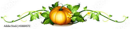 A border made of vine plants and a squash