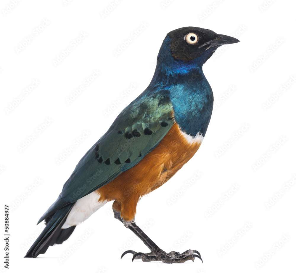 Fototapeta premium Superb Starling - Lamprotornis superbus - isolated on white