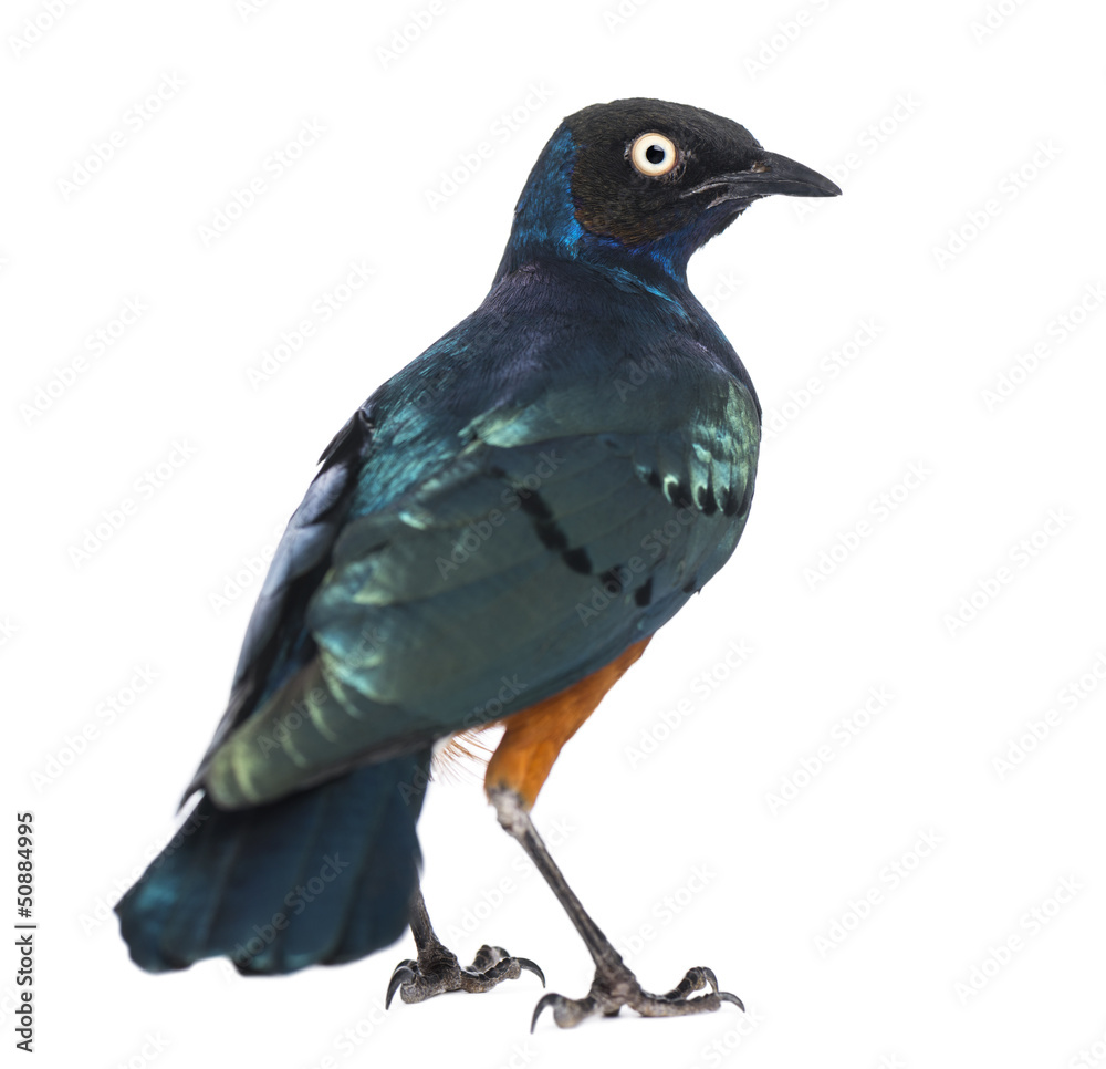 Fototapeta premium Superb Starling - Lamprotornis superbus - isolated on white