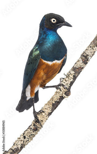 Superb Starling on a branch - Lamprotornis superbus