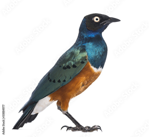 Superb Starling - Lamprotornis superbus - isolated on white © Eric Isselée