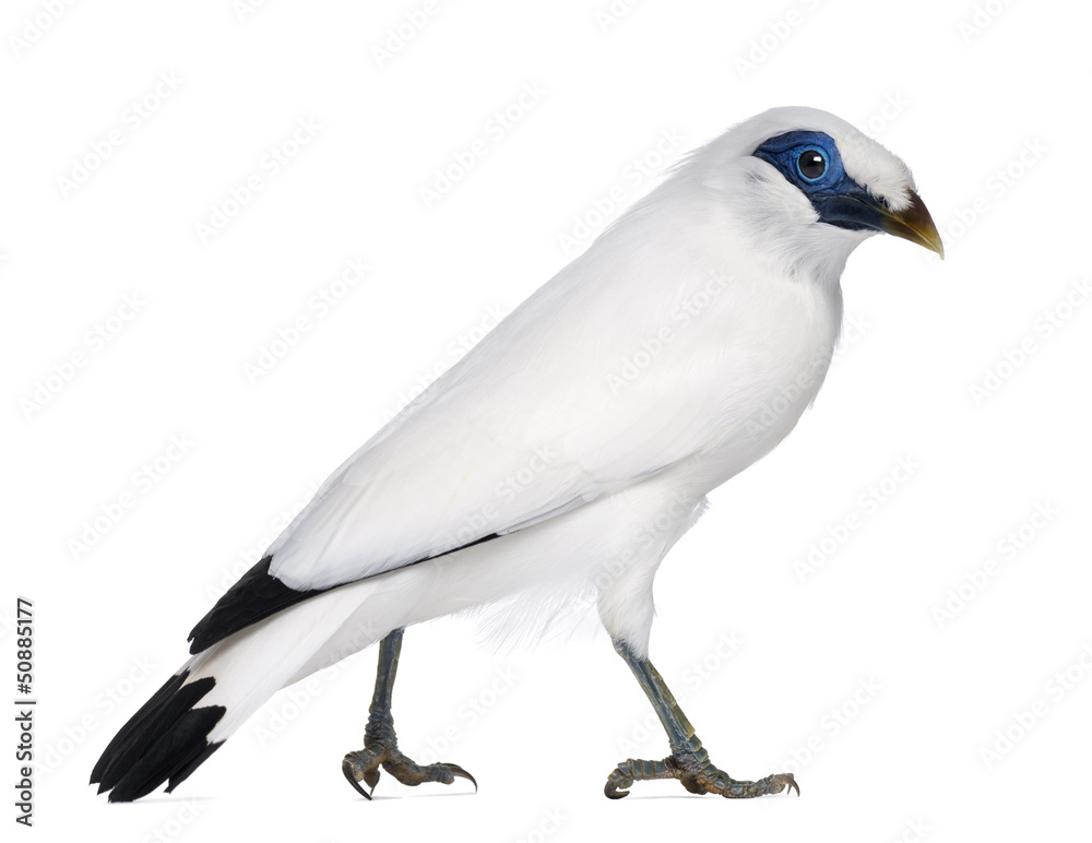 Rothschild's Swift - Cypseloides rothschildi - isolated on white