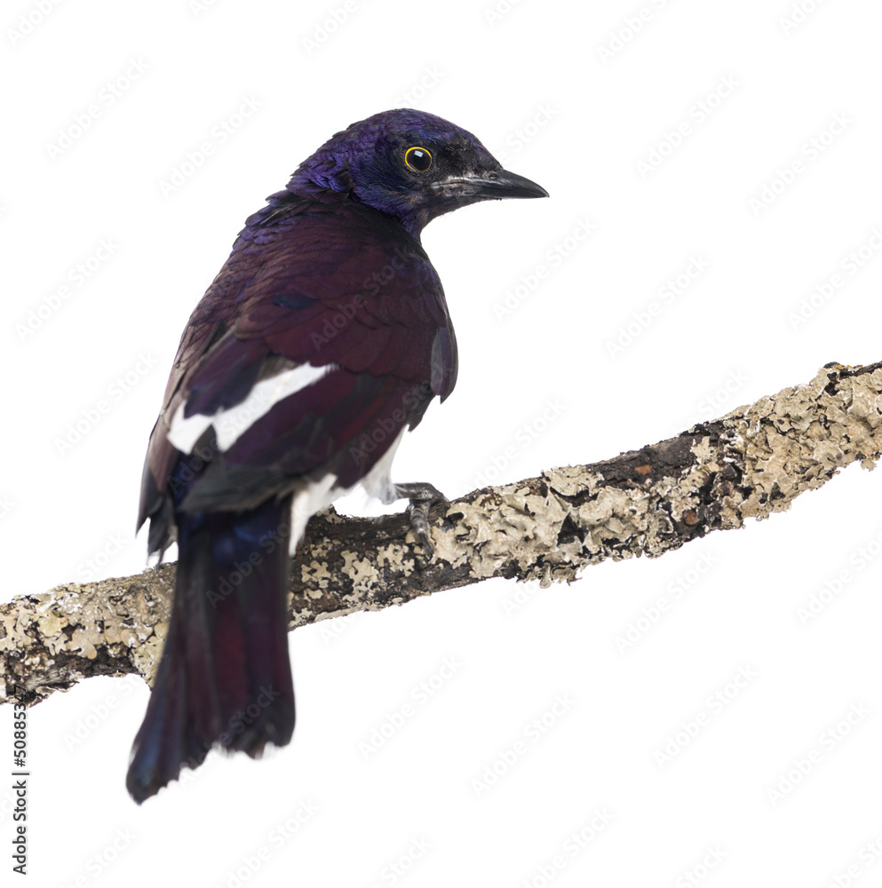 Obraz premium Male Violet-backed Starling on a branch - Cinnyricinclus leucoga