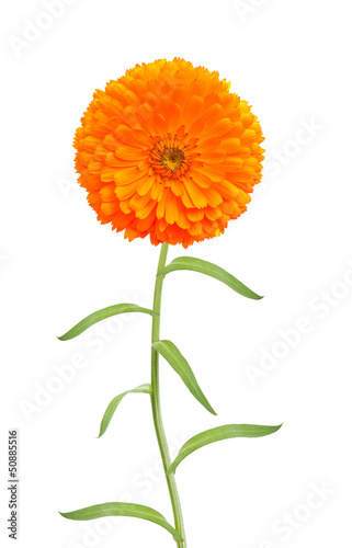 Fototapeta Naklejka Na Ścianę i Meble -  Marigold flower