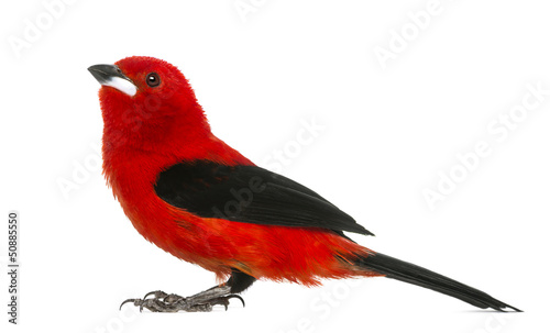 Brazilian Tanager - Ramphocelus bresilius - isolated on white photo