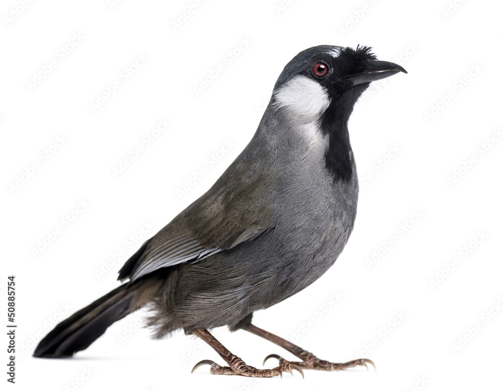 Black-throated Laughingthrush - Garrulax chinensis Black-throated Laughingthrush - Garrulax chinensis