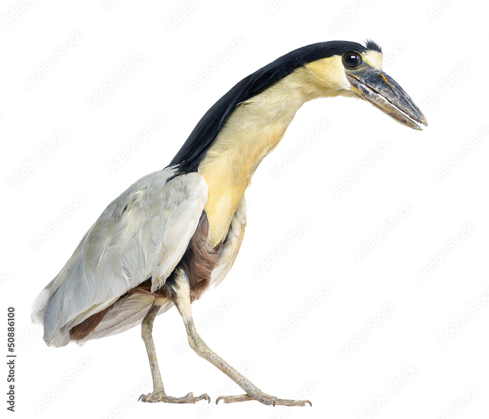 Obraz premium Boat-billed Heron; Boatbill - Cochlearius cochlearius