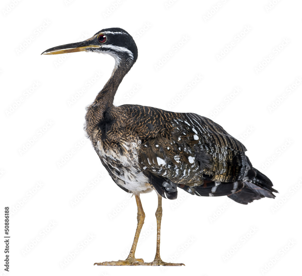 Sunbittern - Eurypyga helias - Isolated on White Sunbittern - Eurypyga helias - Isolated on White