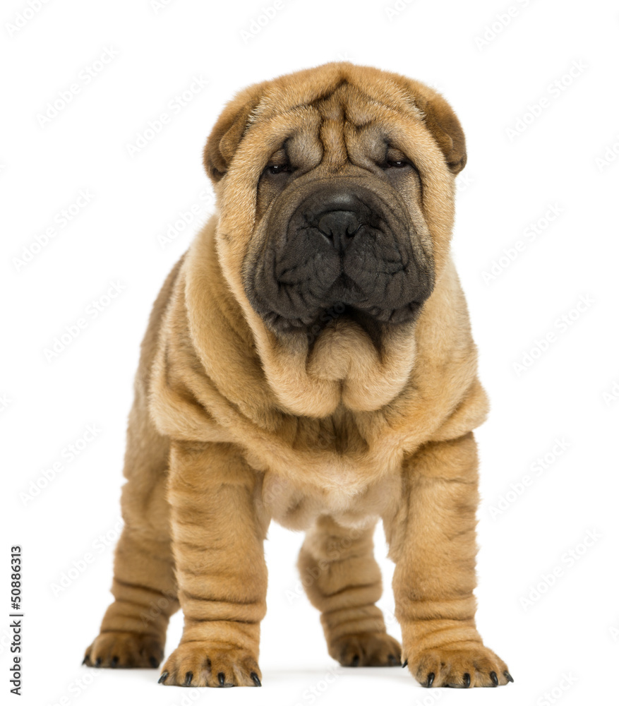 Front view of Shar pei puppy (11 weeks old) isolated on white Front view of Shar pei puppy (11 weeks old) isolated on white