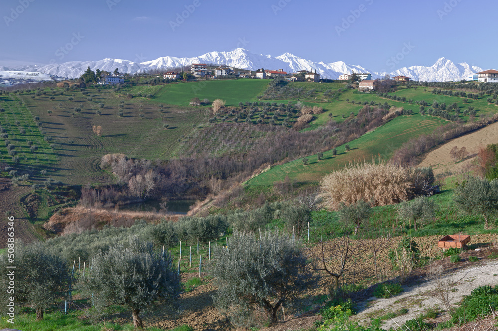 Olive tree and mountains