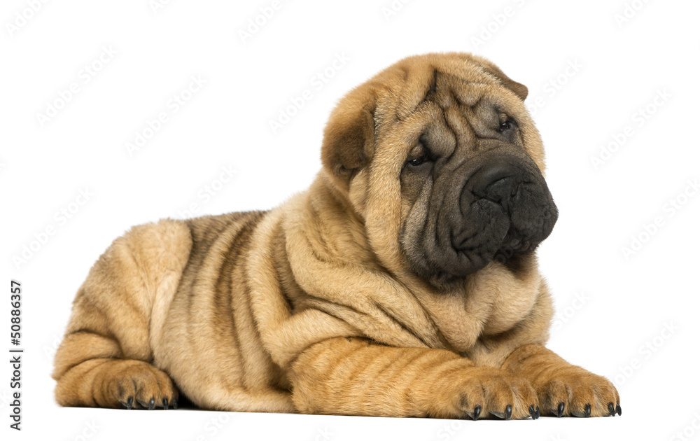 Shar pei puppy lying down (11 weeks old) isolated on white