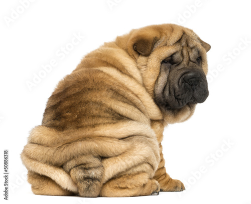 Fototapeta Naklejka Na Ścianę i Meble -  Back view of a Shar pei puppy sitting and looking at the camera