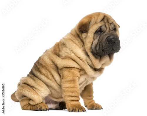 Cuadro en lienzo Shar pei puppy sitting (11 weeks old) isolated on white