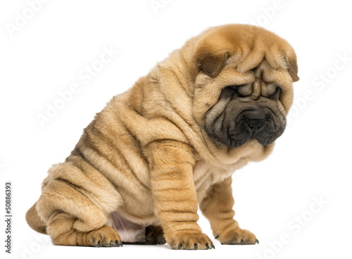 Shar pei puppy sitting  looking down  11 weeks old 