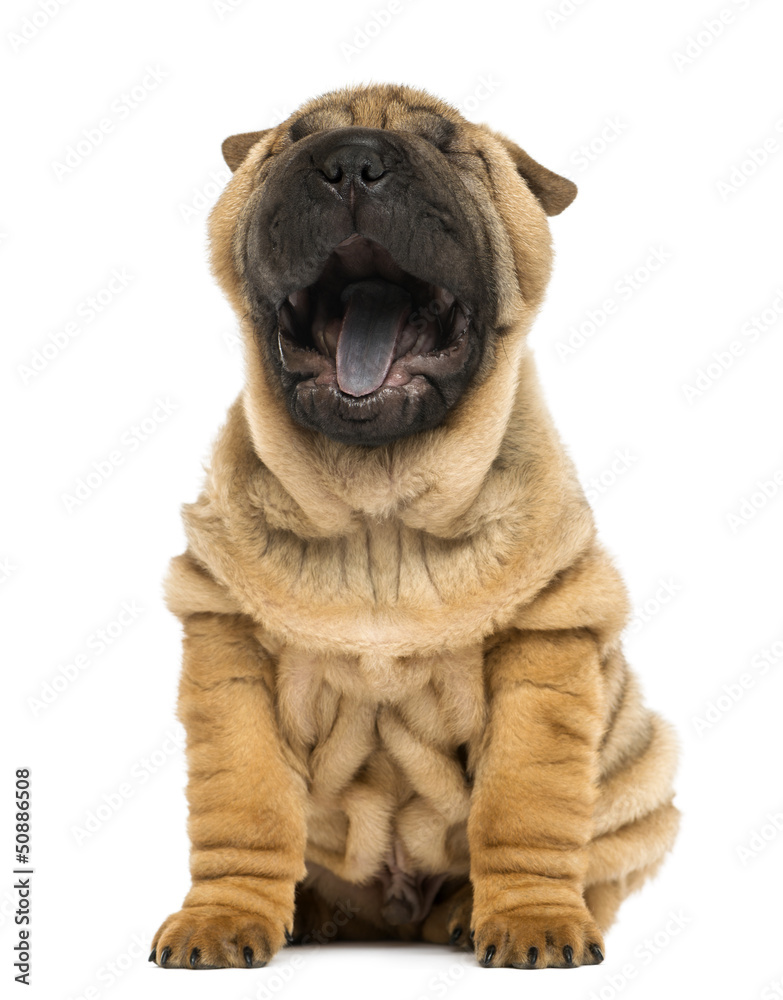 Front view of a Shar pei puppy, open mouth, yawning Front view of a Shar pei puppy, open mouth, yawning