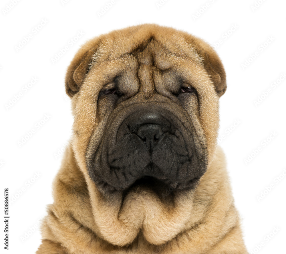 Obraz premium Close-up on facing Sharpei puppy head (11 weaks old)