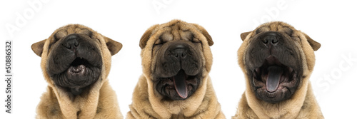 Obraz na płótnie View of Shar pei puppy heads (11 weeks old) yawning