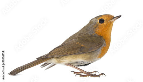 European Robin - Erithacus rubecula - isolated on white