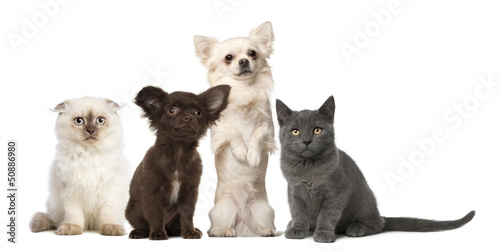 Bild auf Leinwand Chihuahua and kitten sitting - isolated on white