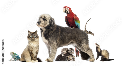 Fototapeta Naklejka Na Ścianę i Meble -  Group of pets - Dog, cat, bird, reptile, rabbit,...