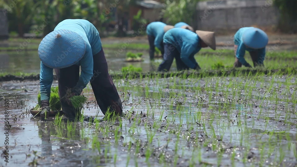 Group of farmer working hard on rice field in Bali