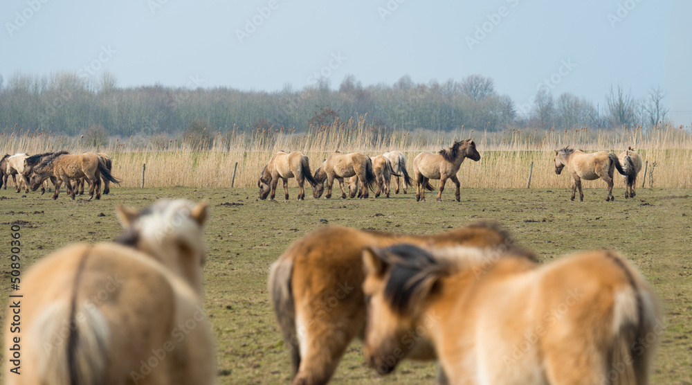 Fototapeta premium Herd of Konik horses in the snow in winter