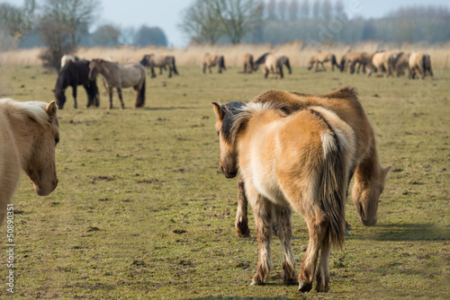 Herd of Konik horses in nature in winter