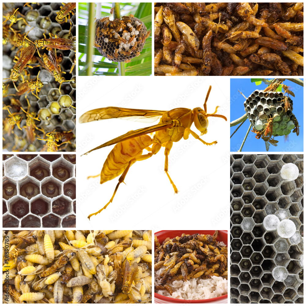friture de larves de guêpes, nourriture du futur ? Photos Adobe Stock — free download