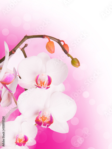 Orchid isolated on abstract background 