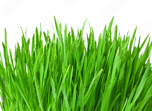 Green grass with water drops isolated on a white background