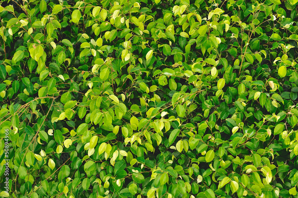Obraz premium Green Leaves