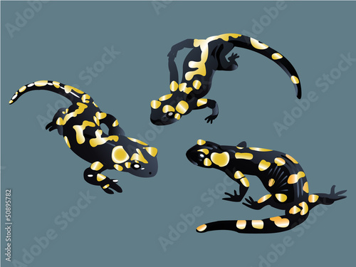 Salamanders