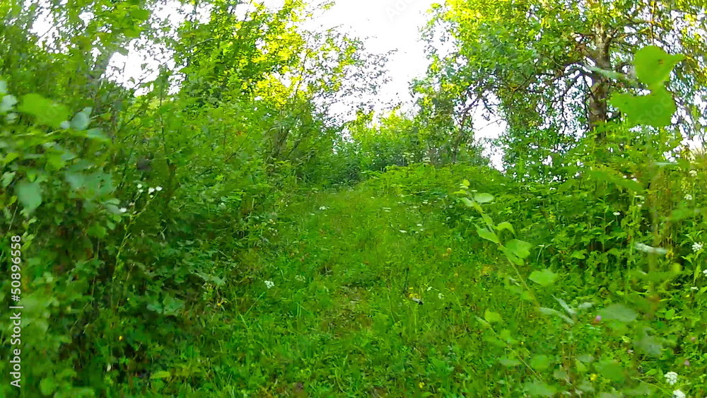 walk in the woods