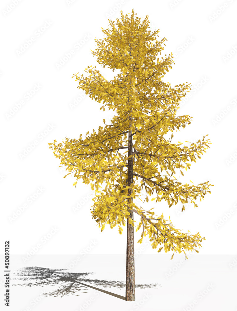 Obraz premium Лиственница европейская (Larix decidua) в осенний период