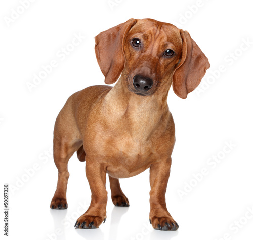 Brown dachshund