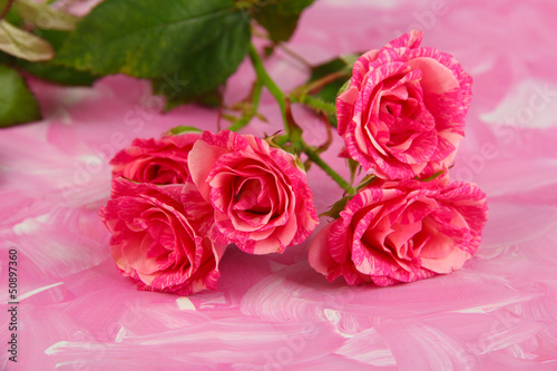 Beautiful pink roses close-up  on color background