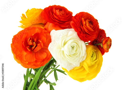 Ranunculus  persian buttercups   isolated on white