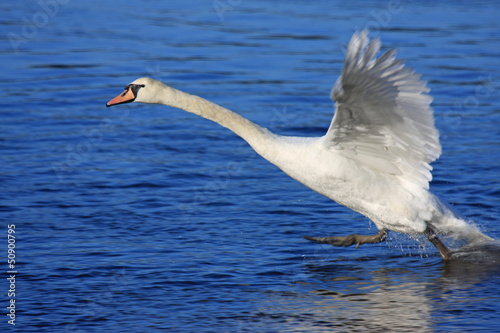 swan taking off