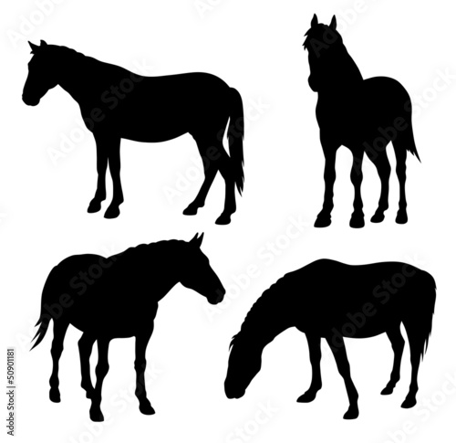 Horses