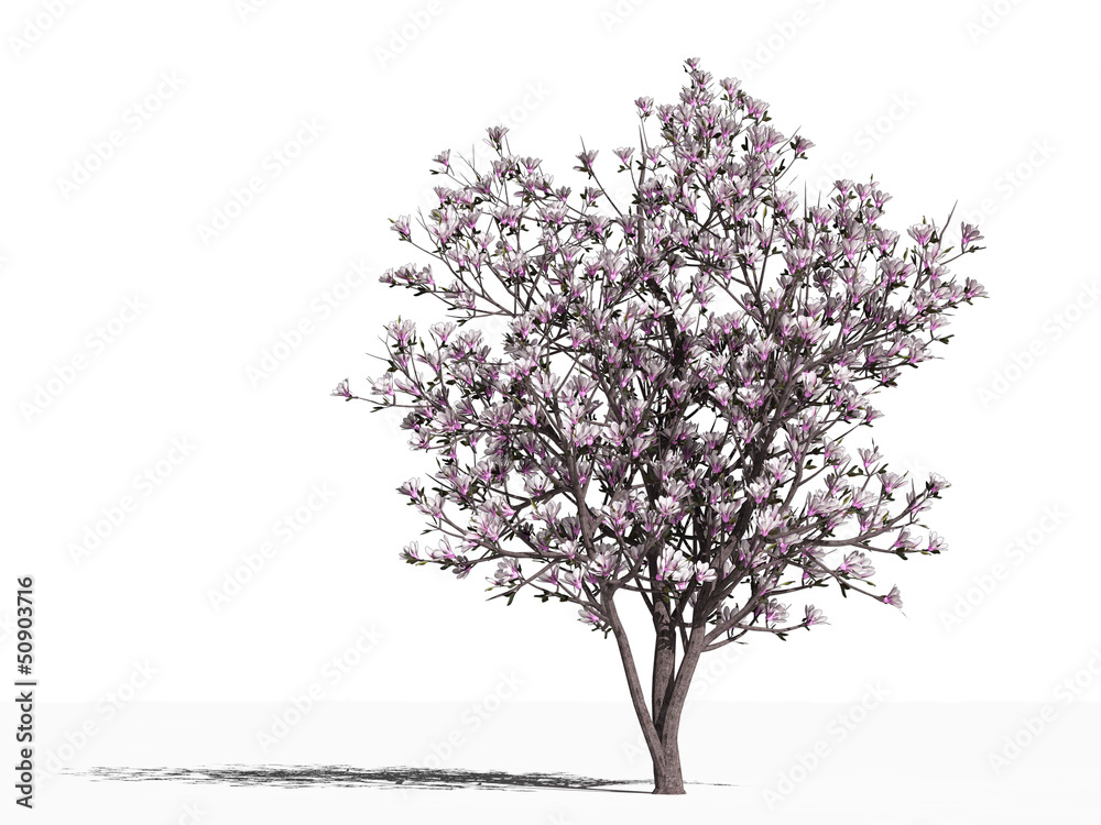 Obraz premium Магнолия (Magnolia x soulangeana Alexandrina)