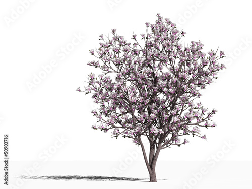 Магнолия (Magnolia x soulangeana Alexandrina) photo