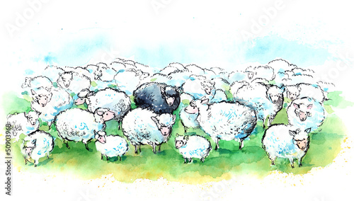 herd of sheep