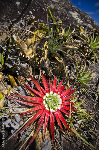 Flower - Bromelia Sessile Orthophytum (Raio de Sol, Sun Ray) photo