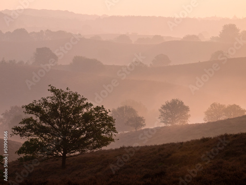 Silhouette of a tree in a hilly landscape