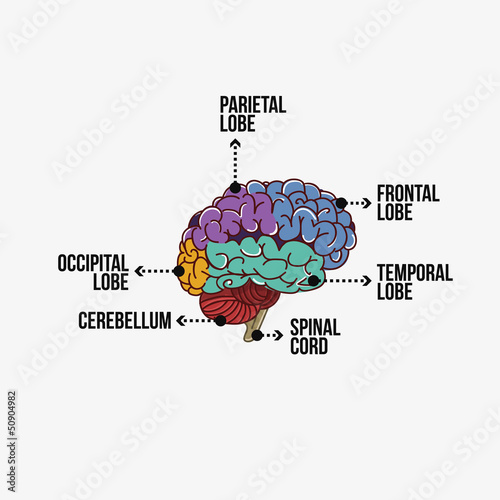 Parts of the brain with labeling