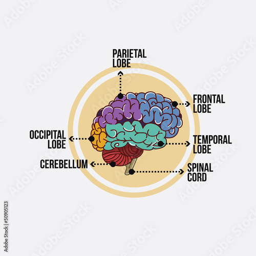 Parts of the brain with labeling