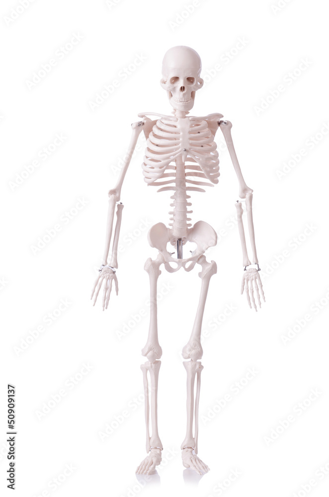 Skeleton isolated on the white Skeleton isolated on the white
